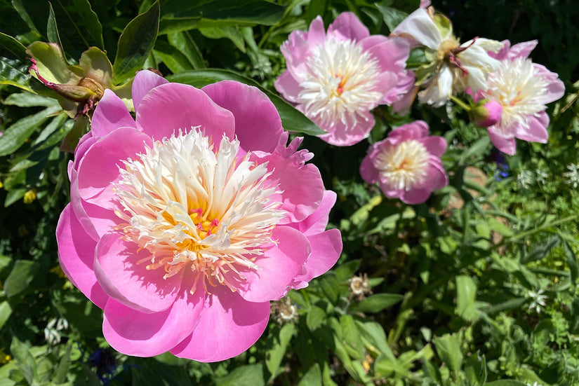 Pioenroos - Paeonia 'Bowl of Beauty'