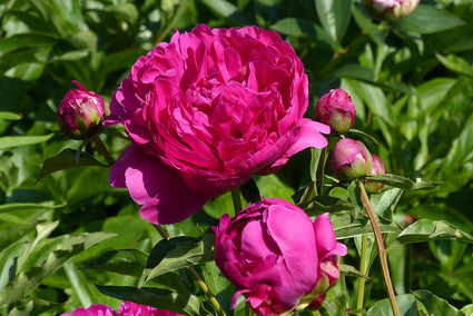 Pioenroos - Paeonia 'Bunker Hill'