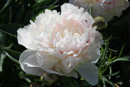 Pioenroos - Paeonia 'Catharina Fontijn'