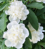 Paeonia Duchesse de Nemours