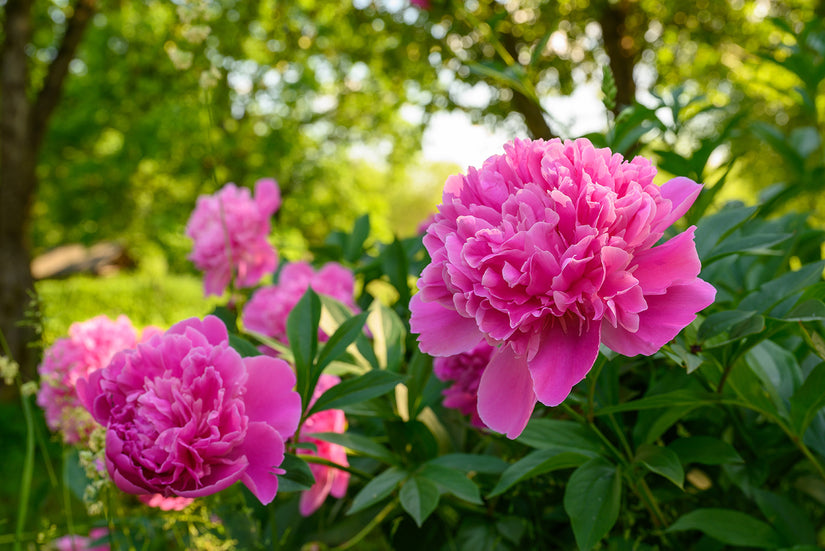 Pioenroos - Paeonia 'Edulis Superba'