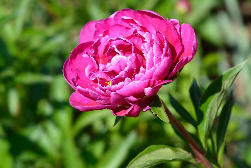 Pioenroos - Paeonia 'Felix Crousse'