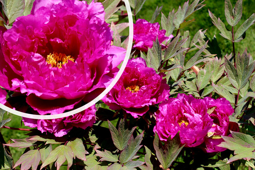 Pioenroos - Paeonia 'Inspecteur Lavergne'