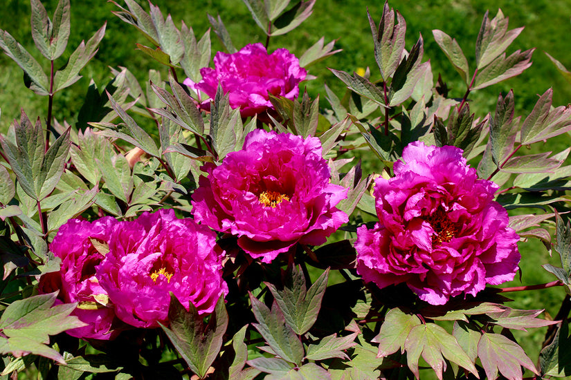 Pioenroos - Paeonia 'Inspecteur Lavergne' in bloei