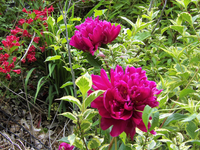 Pioenroos - Paeonia 'Karl Rosenfield'