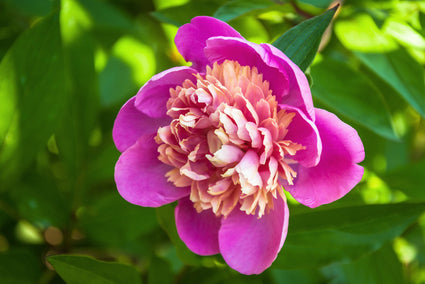 Pioenroos - Paeonia 'Madame Emile Debatene'