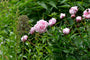 Pioenroos - Paeonia 'Sarah Bernhardt' in bloei