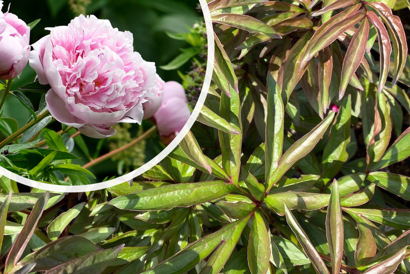 Pioenroos - Paeonia 'Sarah Bernhardt'