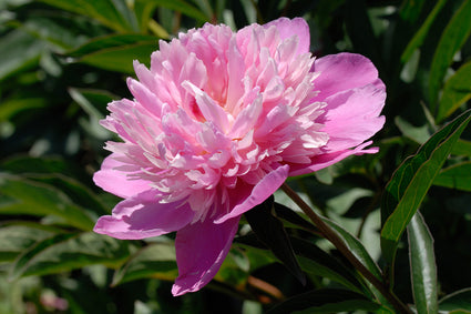 Pioenroos - Paeonia 'Victoire de la Marne'