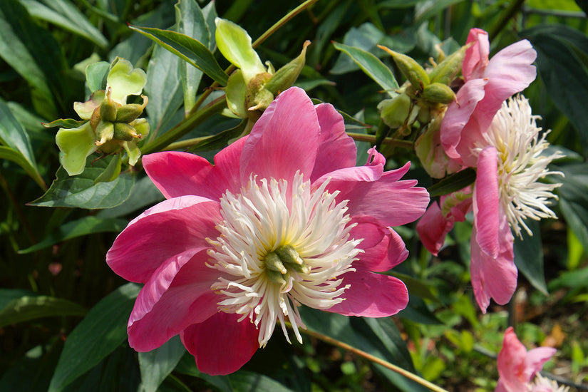 Pioenroos - Paeonia 'Wladyslawa'