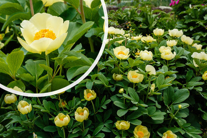 Pioenroos Paeonia mlokosewitschii bloei