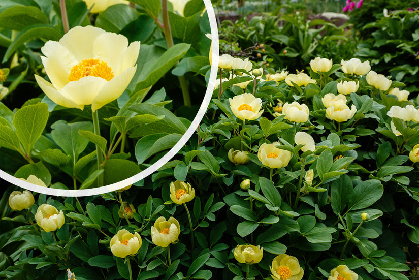 Pioenroos Paeonia mlokosewitschii bloei