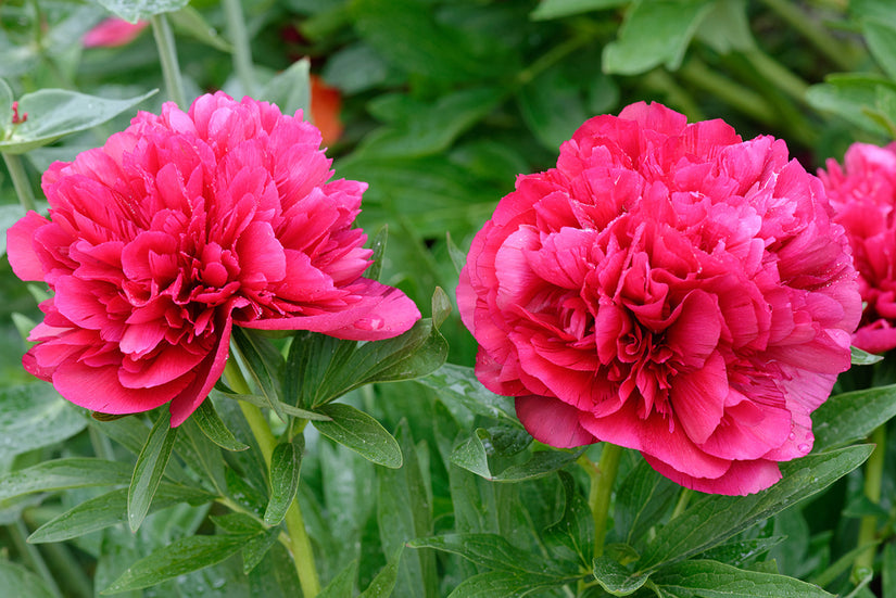 Pioenroos - Paeonia officinalis 'Rubra Plena'