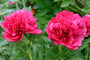 Pioenroos - Paeonia officinalis 'Rubra Plena'