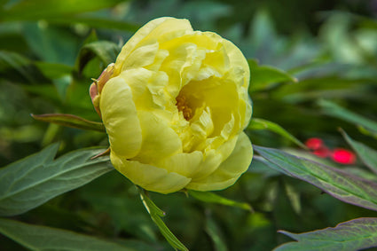 Pioenroos Paeonia suffruticosa