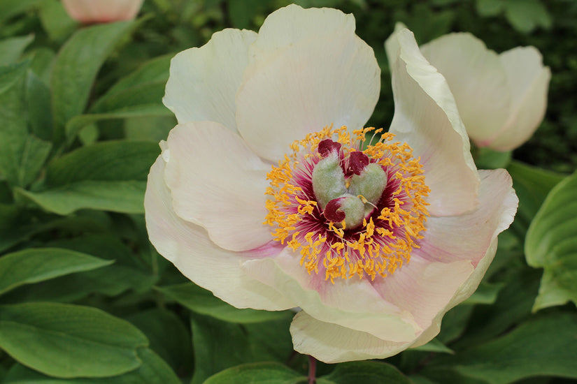 Pioenroos - Paeonia wittmanniana