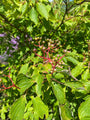 Pagode kornoelje - Cornus alternifolia - detail