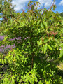 Pagode kornoelje - Cornus alternifolia