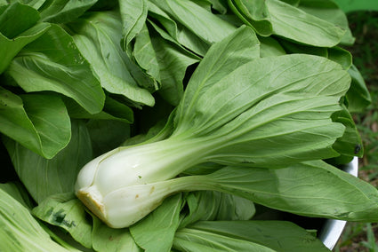 Paksoi Brassica rapa chinensis - Heerlijk in wokgerechten