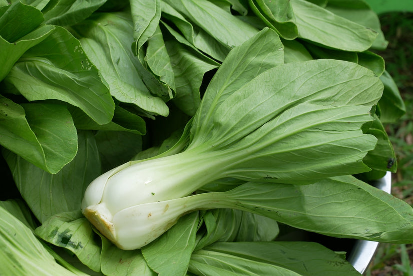 Paksoi Brassica rapa chinensis - Heerlijk in wokgerechten