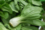 Paksoi Brassica rapa chinensis - Heerlijk in wokgerechten