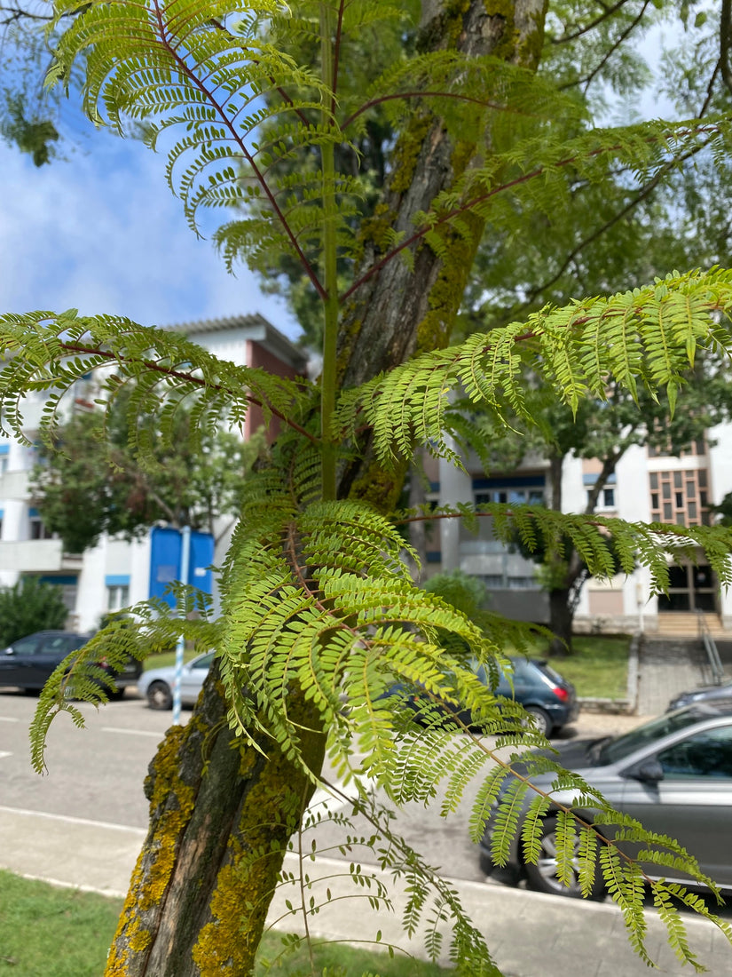 Geveerd blad van Jacaranda mimosifolia