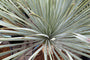 Palmlelie - Yucca Rostrata 'Blue Swan'