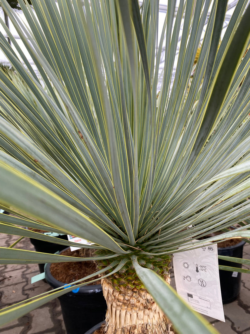 Yucca Rostrata 'Blue Swan'