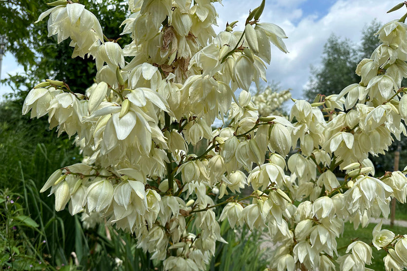 Palmlelie - Yucca Filamentosa in bloei