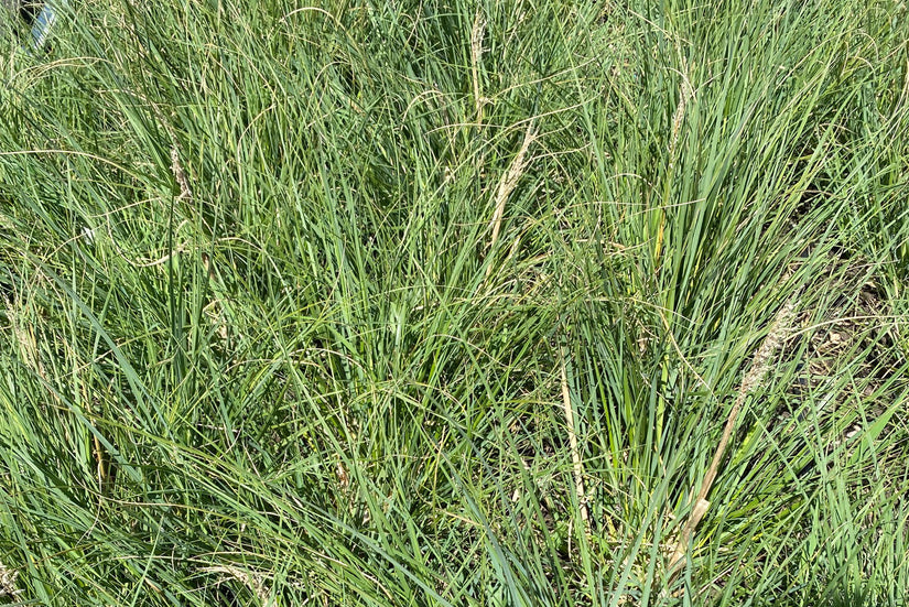 Pampasgras - Cortaderia selloana 'Mini Pampas'