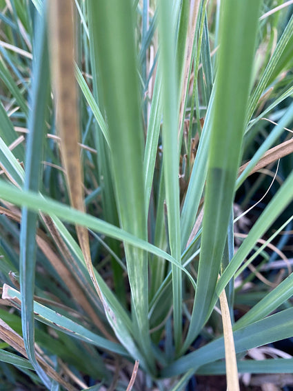 Pampasgras - Cortaderia selloana 'Pumila'