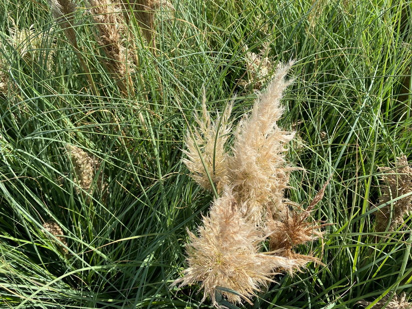 Pampasgras - Cortaderia selloana