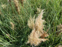 Pampasgras - Cortaderia selloana
