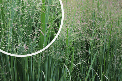 Vingergras - Panicum virgatum 'Nican'