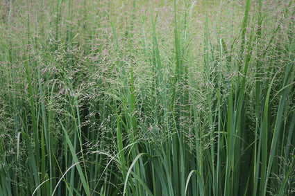 Vingergras - Panicum virgatum 'Nican' Siergras