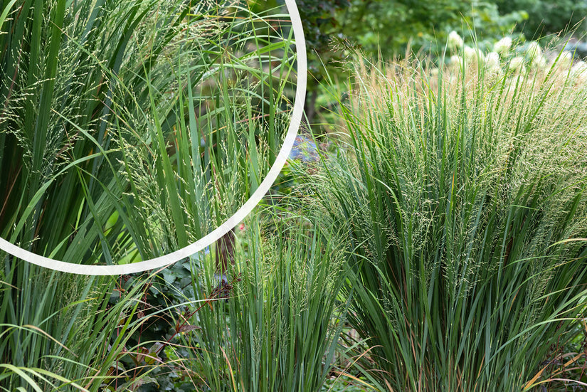 Panicum virgatum 'Northwind' - Siergras