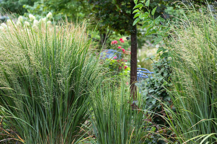 Vingergras - Panicum virgatum 'Northwind'