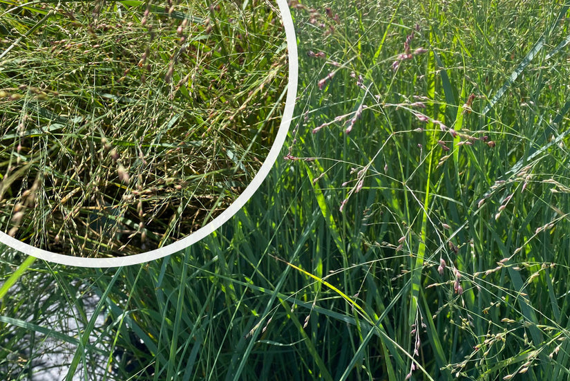 Vingergras - Panicum virgatum 'Prairie Sky' - Siergras