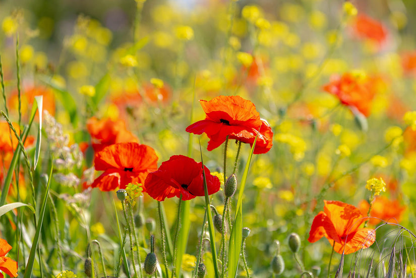 Grote klaproos - Papaver rhoeas