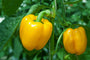 Paprika - Capsicum annuum - Gele paprika