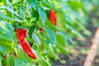 Paprika - Capsicum annuum - Zoete punt paprika