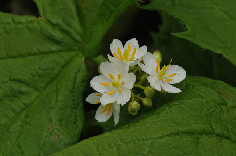 Paraplublad - Diphylleia cymosa