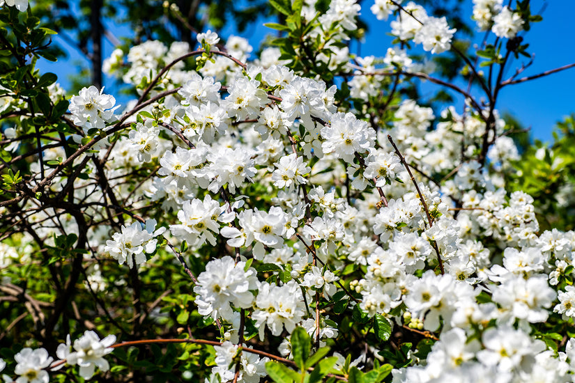 Parelstruik - Exochorda 'Kolmaspirit Magical Springtime'