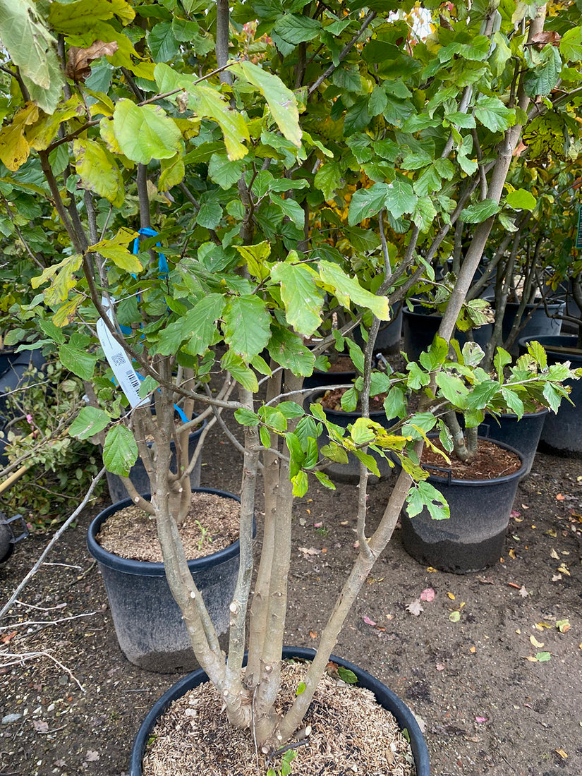 Parrotia Persica meerstammig (foto November)