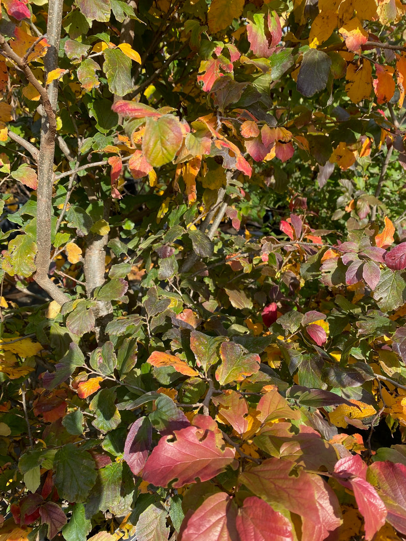 Blad Parrotia persica in oktober