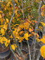 Perzisch IJzerhout - Parrotia persica 'Bella'