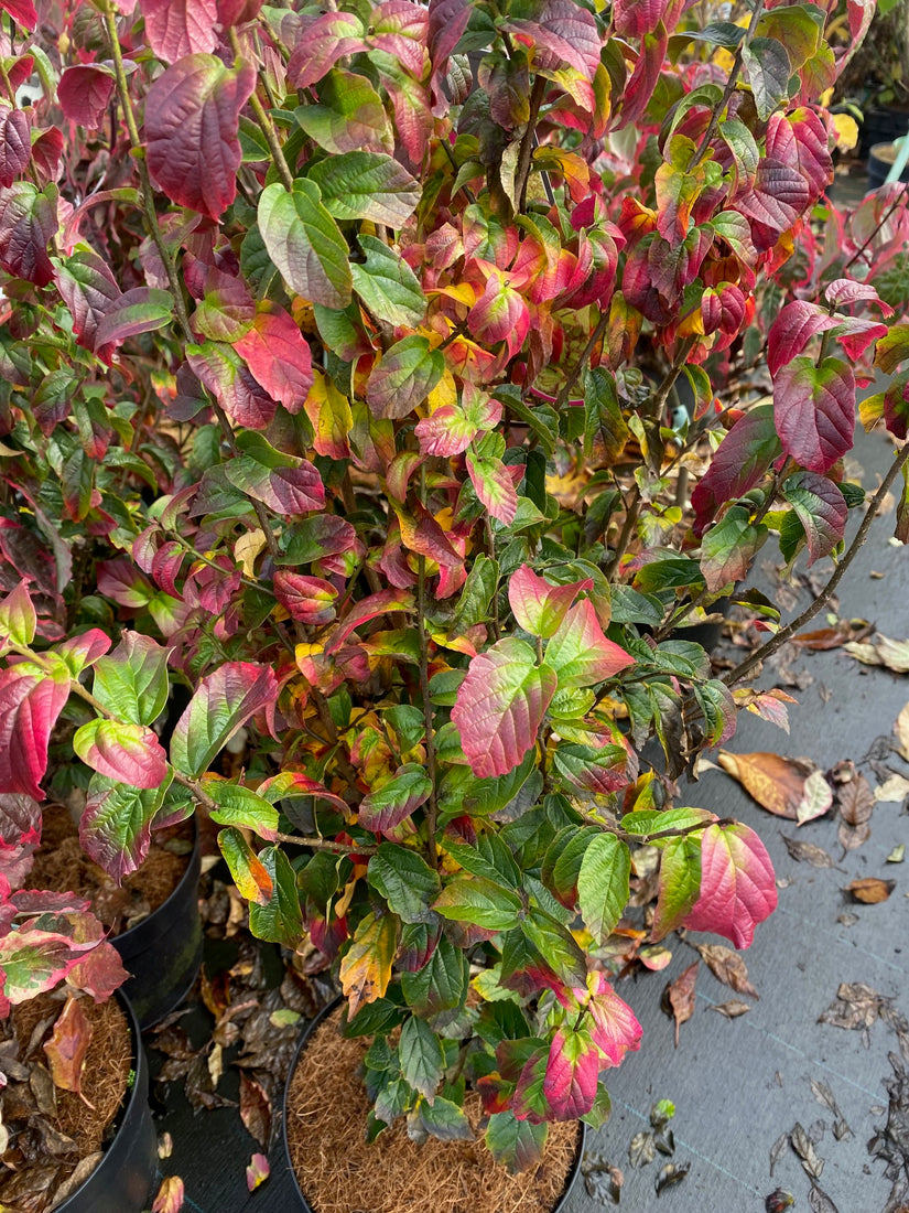 Herfstkleuren Perzisch ijzerhout