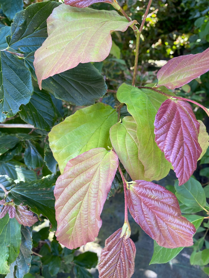 Perzisch ijzerhout - Parrotia persica