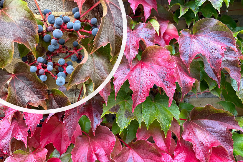 Oosterse wingerd - parthenocissus tricuspidata 'Veitchii' - November