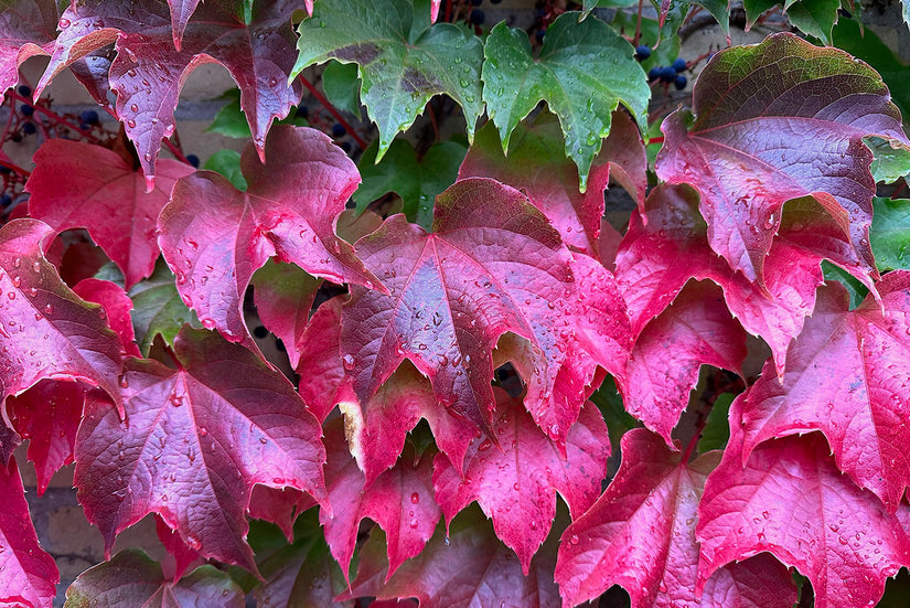 Oosterse wingerd - Parthenocissus tricuspidata 'Veitchii' - Herfst